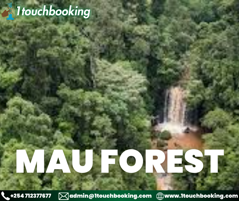 MAU FOREST