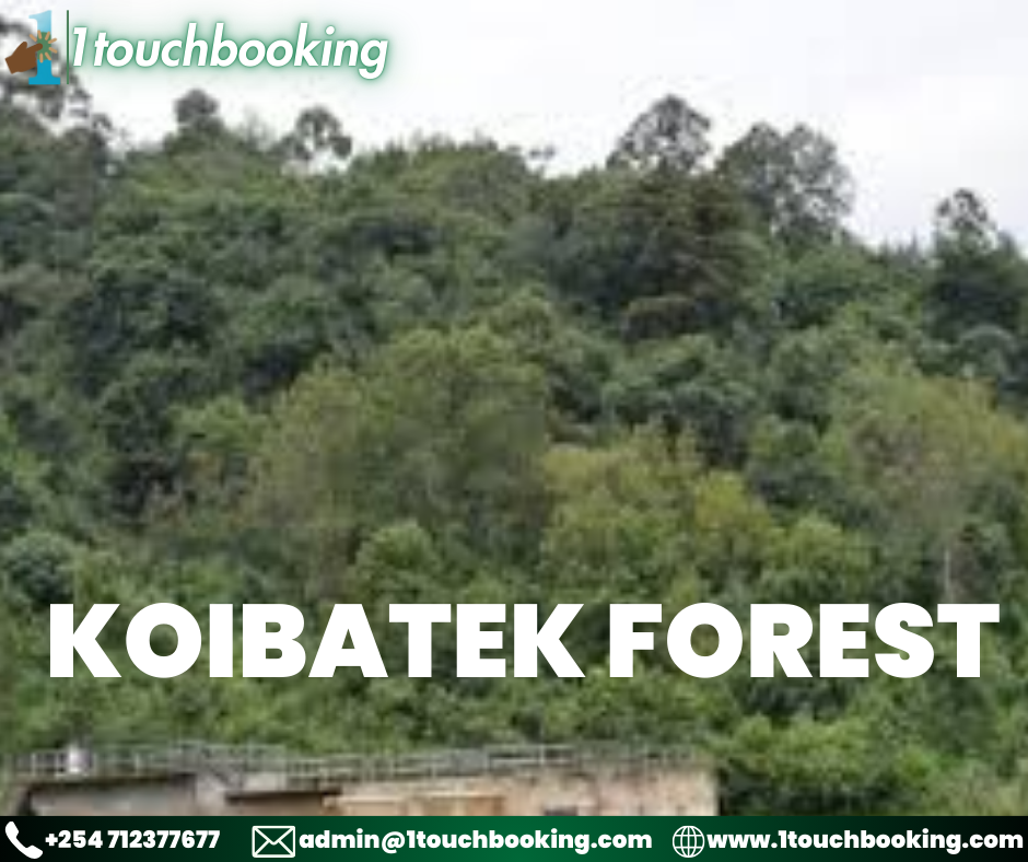 KOIBATEK FOREST
