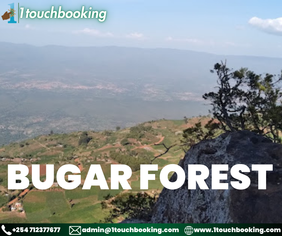 BUGAR FOREST