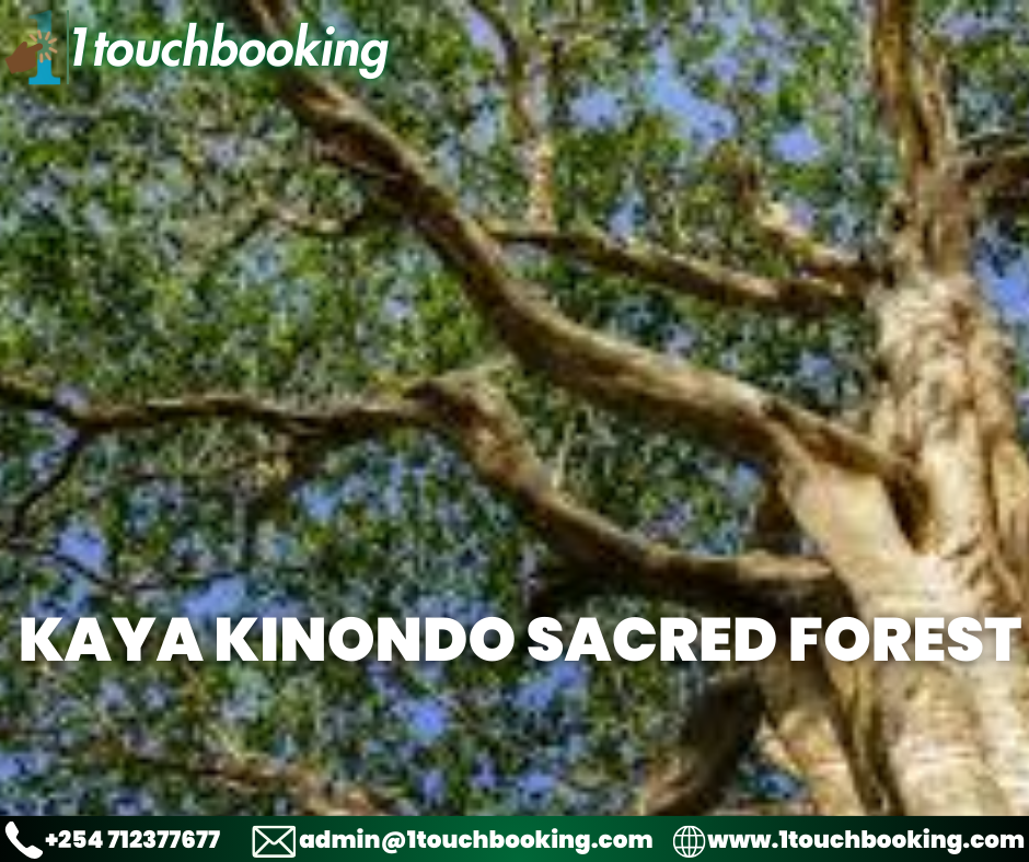 KAYA KINONDO SACRED FOREST