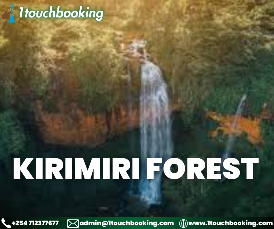 KIRIMIRI FOREST