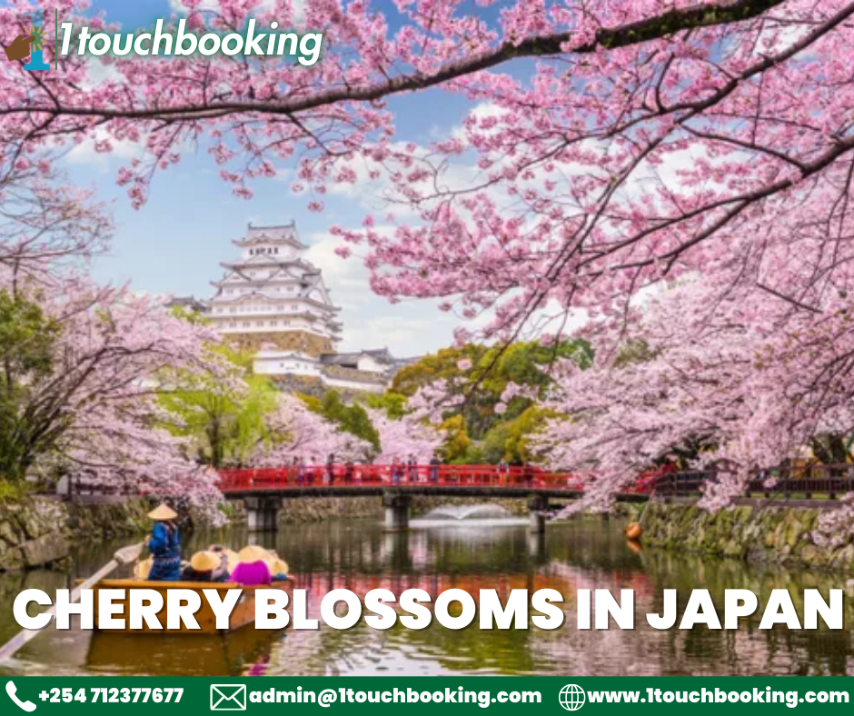 TOP 5 LOCATIONS TO SEE SPECTACULAR CHERRY BLOSSOMS IN JAPAN