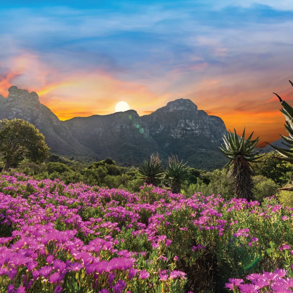 Rhodes Dr, Newlands, Cape Town, 7735, South Africa