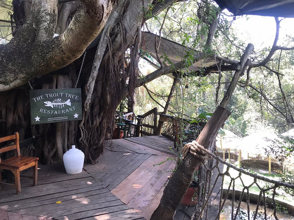TROUT TREE RESORT  (Laikipia, Nanyuki)